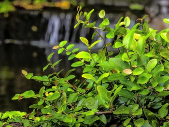 Close-up of plant growing on tree trunk