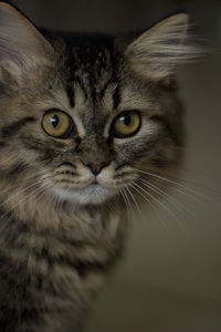 Close-up portrait of a cat