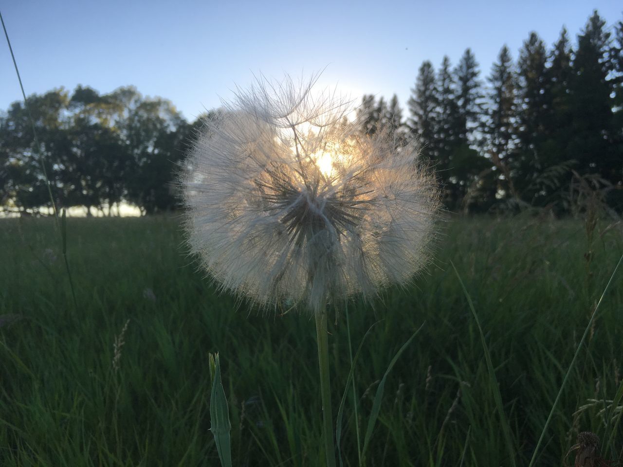 CLOSE-UP OF DANDELION FLOWER ON FIELD