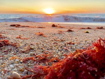 Scenic view of sea during sunset