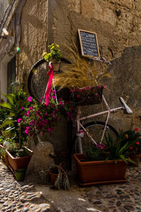 Potted plant on table against wall and house