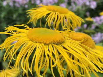 Close-up of yellow flowering plant