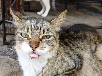 Close-up portrait of a cat