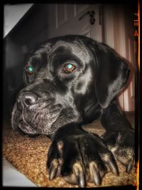 Close-up portrait of a dog