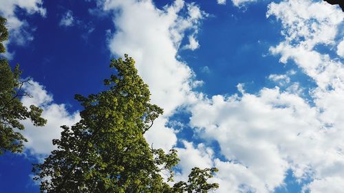 Low angle view of tree against sky