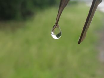 Close-up of water drops on plant