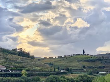 Scenic view of agricultural field against sky