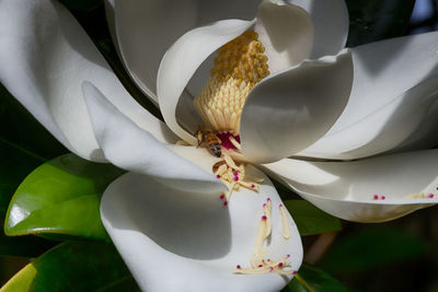 Close-up of white flower