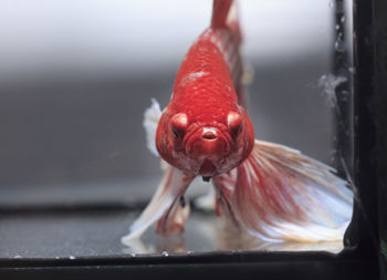 Siamese fighting fish, black backdrop, betta splendens, betta fish, half moon betta.