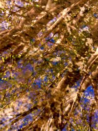 Low angle view of tree