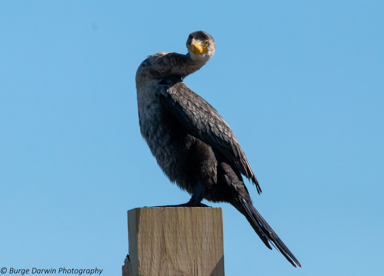 LOW ANGLE VIEW OF EAGLE PERCHING ON WOODEN POST AGAINST CLEAR SKY
