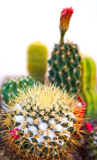 Close-up of cactus plant