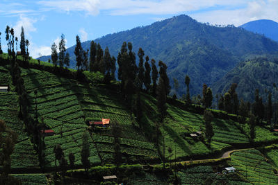 Panoramic view of agricultural field against sky