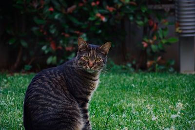 Portrait of cat on field