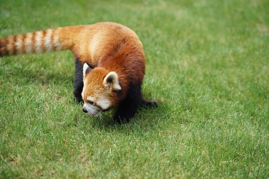 animal themes, animal, mammal, grass, one animal, animal wildlife, animals in the wild, plant, red panda, vertebrate, nature, no people, land, panda - animal, field, day, outdoors, green color, selective focus, brown