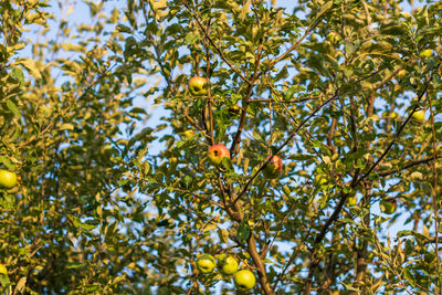 Low angle view of tree