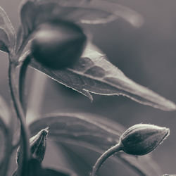 Close-up of plant