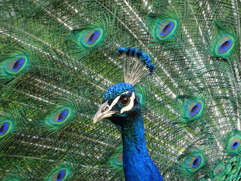 Close-up of peacock