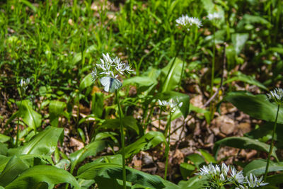 High angle view of flowering plant on field