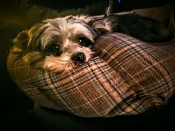 Close-up of dog relaxing