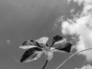 Close-up of flowering plant against sky