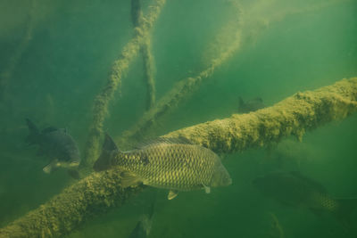 Underwater photo of the common carp or european carp, cyprinus carpio in soderica lake, croatia