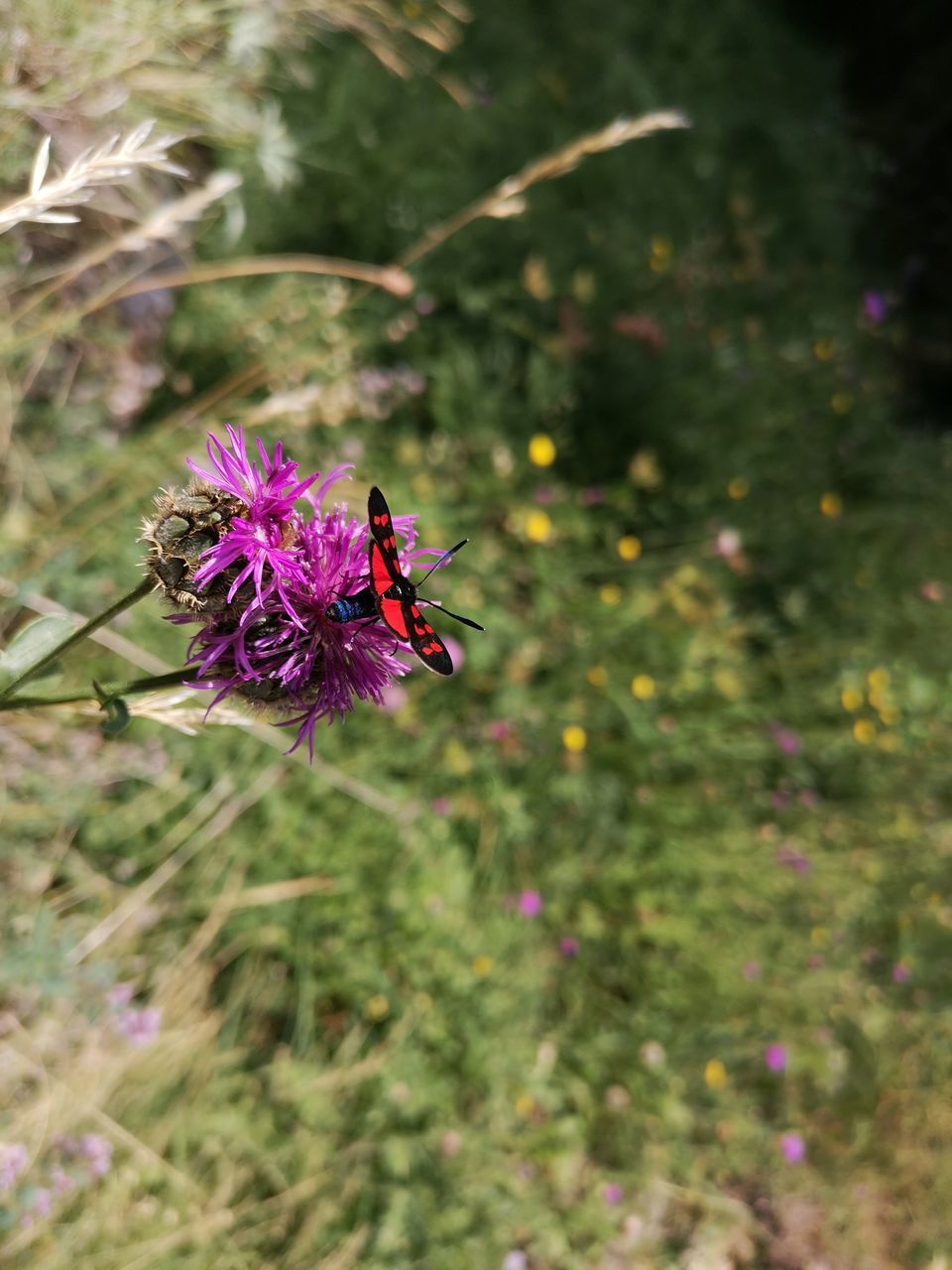 CLOSE-UP OF INSECT ON PINK FLOWER