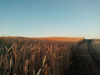 Scenic view of field against clear sky