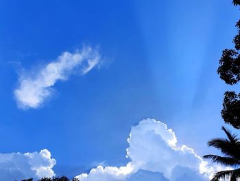 Low angle view of trees against blue sky