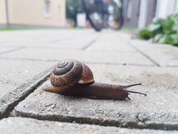 Close-up of snail