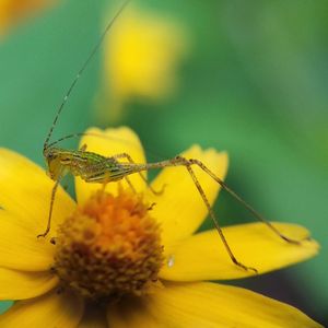 Close-up of insect on yellow flower