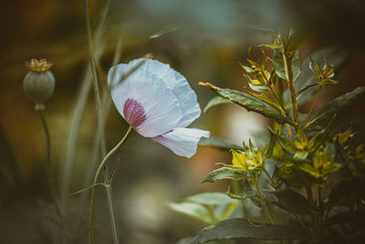 Close-up of flowering plant