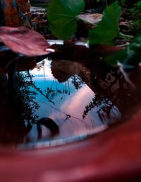 Close-up of hand with leaves floating on water