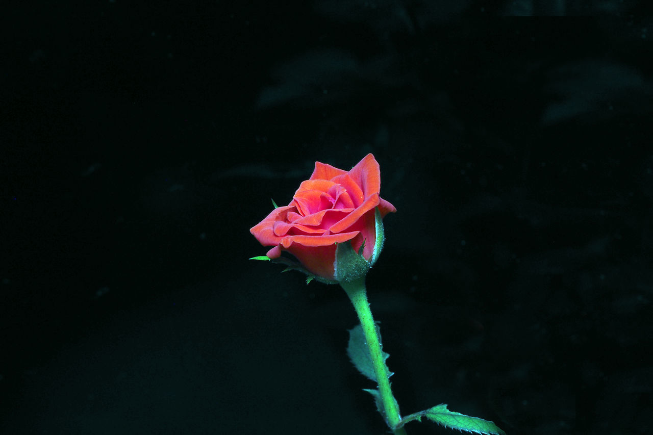 CLOSE-UP OF PINK ROSE AGAINST BLACK BACKGROUND