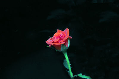 Close-up of rose against blurred background