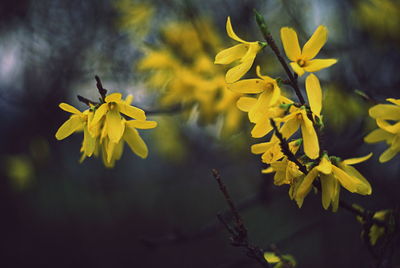 Close-up of yellow flowering plant