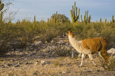 Llama at ruinas de quilmes in the tucuman province