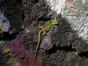 Emerald lizard on the wall.  multicolored murals.  purple black and white.