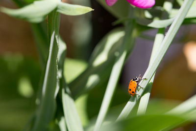 Close-up of ladybug on flower