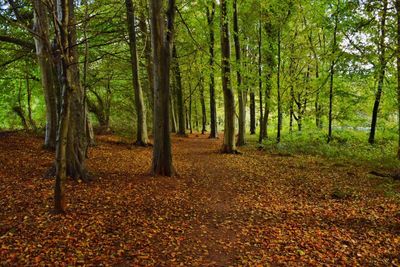 Trees in forest during autumn