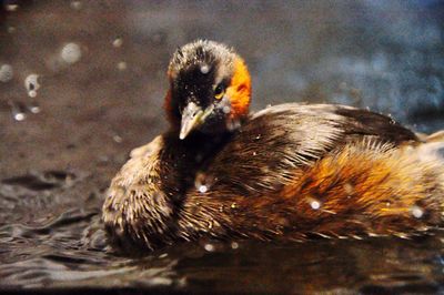 Close-up of duck swimming in lake