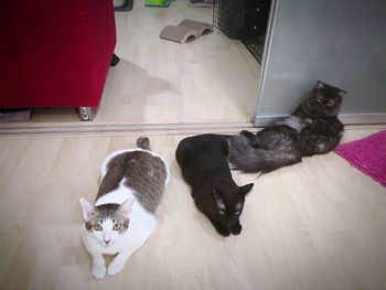 High angle view of cats on floor at home