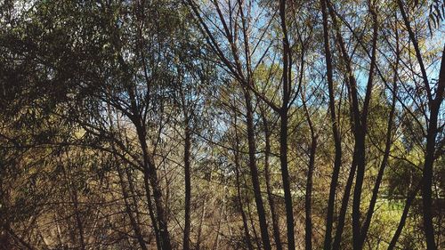 Low angle view of trees against sky