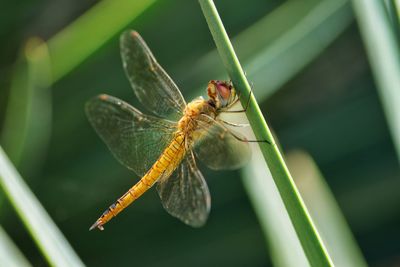 Close-up of dragonfly on plant