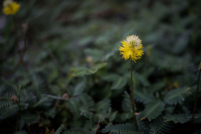 Close-up of yellow flowering plant