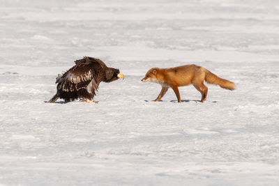 Face to face.  fox and eagle look at each other