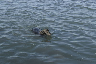 High angle view of crab swimming in sea