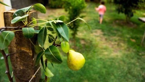 Close-up of fruit growing on tree