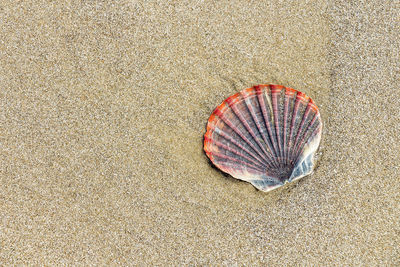 High angle view of seashell on sand