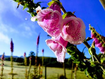 Close-up of pink flowers blooming against sky